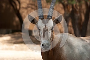 Arabian Oryx (Oryx leucoryx)