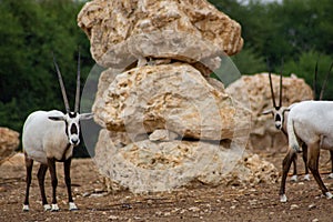 Arabian Oryx Oryx leucoryx by boulders
