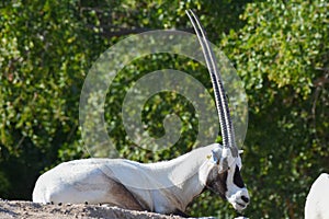 An arabian oryx Oryx leucoryx  critically endangered resident of the Arabian Gulf sits on a rock by a tree in the desert sand