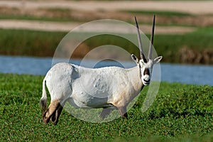An arabian oryx Oryx leucoryx critically endangered resident of the Arabian Gulf stands in grass beside a lake in Dubai