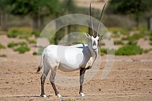 An arabian oryx Oryx leucoryx critically endangered resident of the Arabian Gulf stands in the hot desert sand