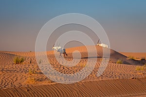 Arabian Oryx oryx leucoryx in the desert of Dubai