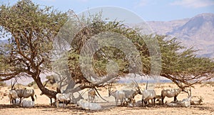 Arabian Oryx Oryx leucoryx herd gathered under an Acacia tree