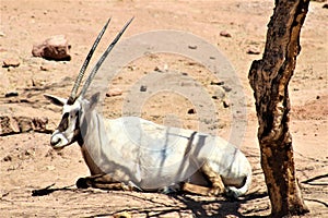 Arabian Oryx at Phoenix Zoo, Arizona Center for Nature Conservation, Phoenix, Arizona, United States