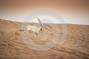 Arabian Oryx in the red sands desert conservation area of Dubai