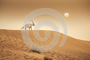 Arabian Oryx in the red sands desert conservation area of Dubai