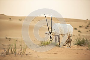 Arabian Oryx in the red sands desert conservation area of Dubai