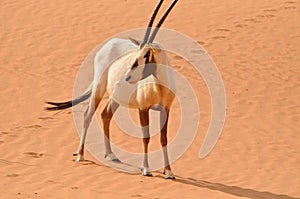 Arabian Oryx photo