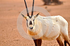 Arabian Oryx