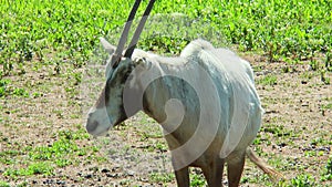 Arabian Oryx standing in front of the camera