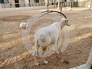 Arbian oryx or white oryx photo