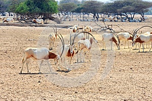 Arabian oryx or white oryx Oryx leucoryx medium-sized antelope with long, straight horns and tufted tail. Abu Dhabi, UAE. photo
