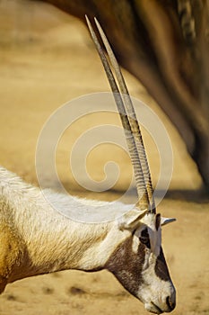 Arabian oryx, in the Yotvata Hai-Bar Nature Reserve