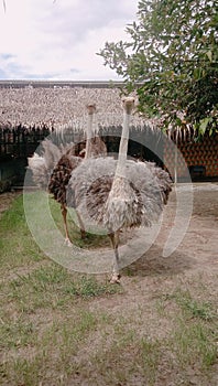 The Arabian Ostrich