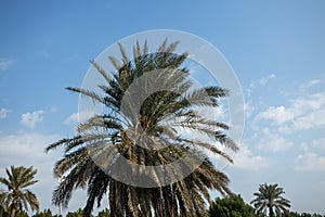 The arabian palm tree