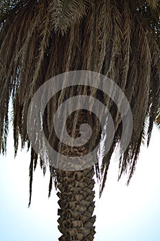 Arabian palm trunk, with or without pruning