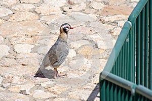 An Arabian Partridge head Alectoris melanocephala on a cliff in the United Arab Emirates UAE