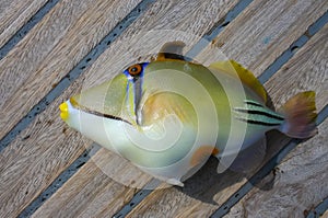 Arabian Picasso triggerfish (Rhinecanthus assasi), fish on the deck of a boat caught