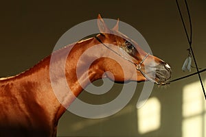 Arabian race horse with classic bridle in dark stable