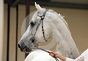 Arabian race horse in paddock