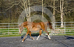 Arabian/Saddlebred mix horse