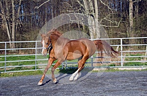 Arabian/Saddlebred mix horse