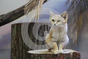 Arabian sand cat