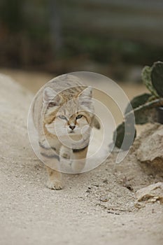 Arabian sand cat, Felis margarita harrisoni