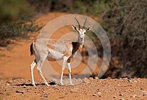 Arabian sand gazelle - Arabian Peninsula