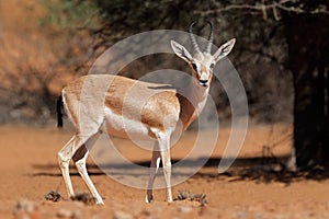Arabian sand gazelle photo