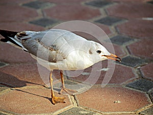 Arabian seagull