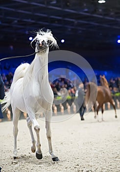 Whirte beautiful arabian stallion  show stallion. inside cover manege