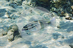 Arabian spinecheek scolopsis ghanam