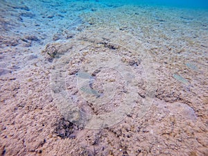 Arabian spinecheek (Scolopsis Ghanam) at coral reef