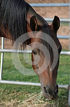 Arabian stallion