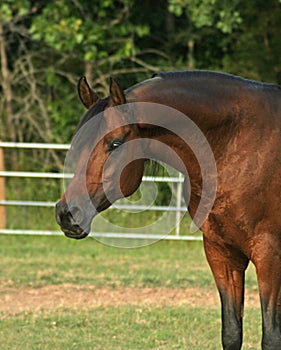 Arabian Stallion