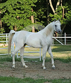 Arabian Stallion