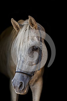 Arabian stallion on the black background.