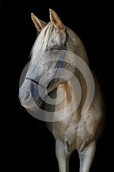 Arabian stallion on the black background.