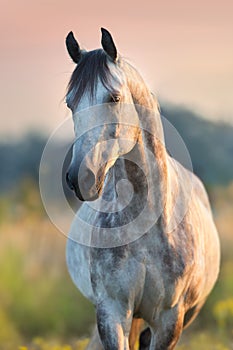 Arabian stallion portrait