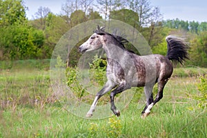 Arabian stallion run