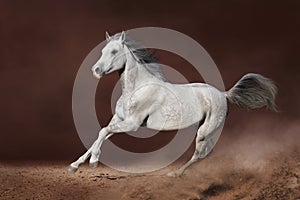 Arabian stallion run fast