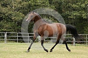 Arabian stallion trotting