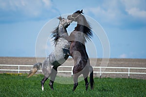 Arabian stallions on the pasture