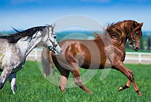 Arabian stallions on the pasture