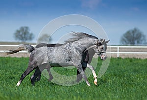 Arabian stallions on the pasture