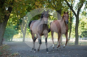 Arabian stallions on the pasture