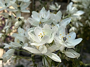 Arabian star flower or Ornithogalum (lat. - Ornithogalum arabicum