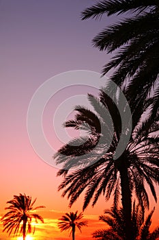 Arabian sunset vertical