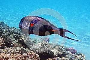 Arabian surgeonfish red sea